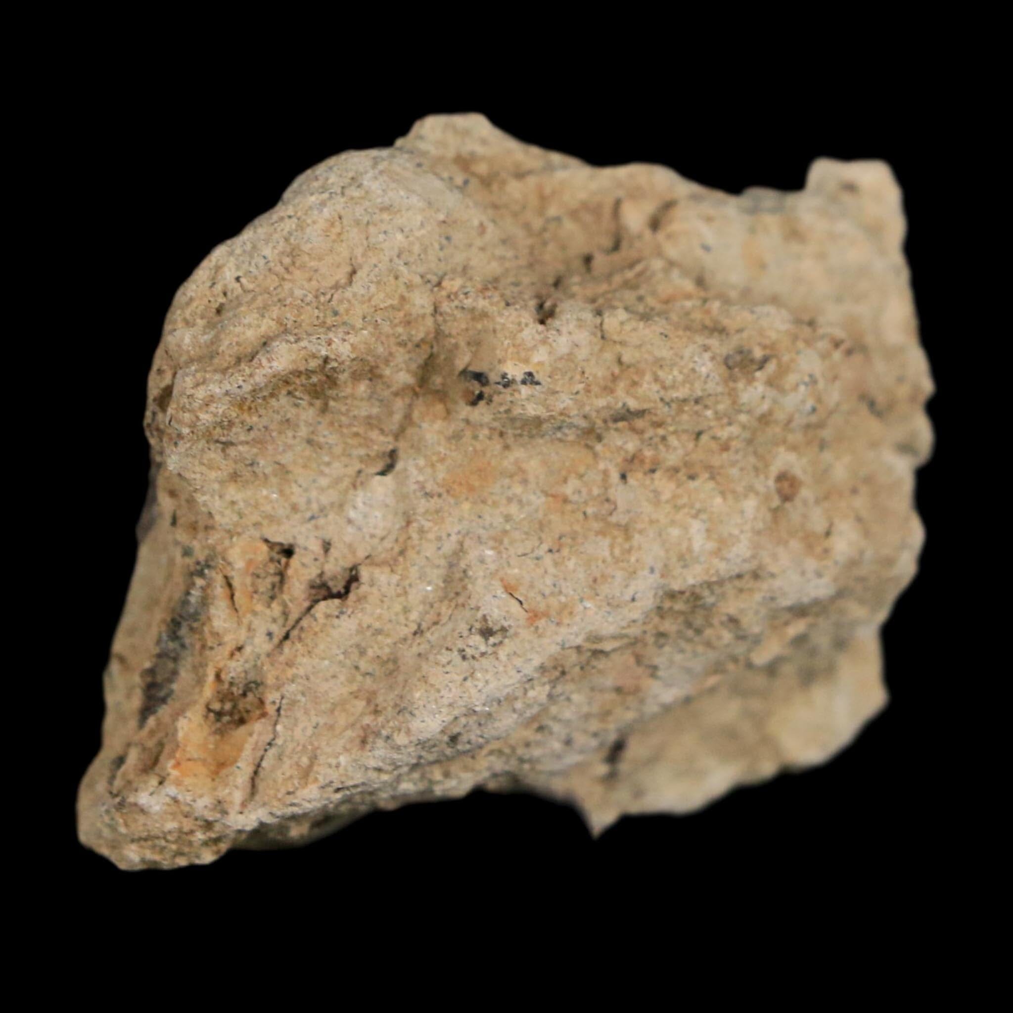 1.3" Tyrannosaurus Rex Fossil Bone Dinosaur Lance Creek Formation Wyoming COA - Fossil Age Minerals