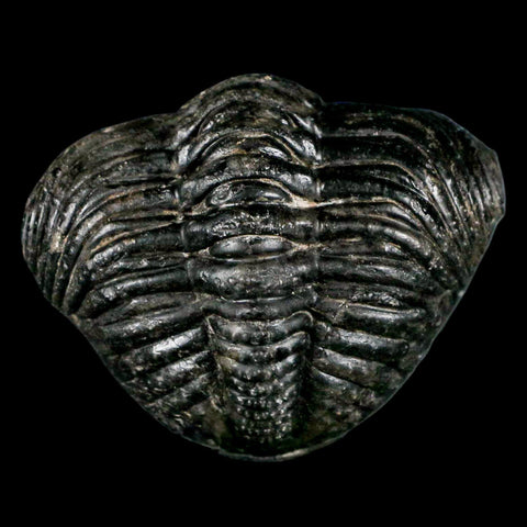 4.6" Huge Rolled Drotops Trilobite Fossil Devonian Age Morocco Arthropod COA - Fossil Age Minerals
