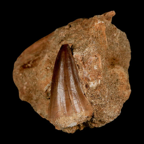 1.7" Mosasaur Prognathodon Fossil Tooth In Matrix Cretaceous Dinosaur Era COA - Fossil Age Minerals