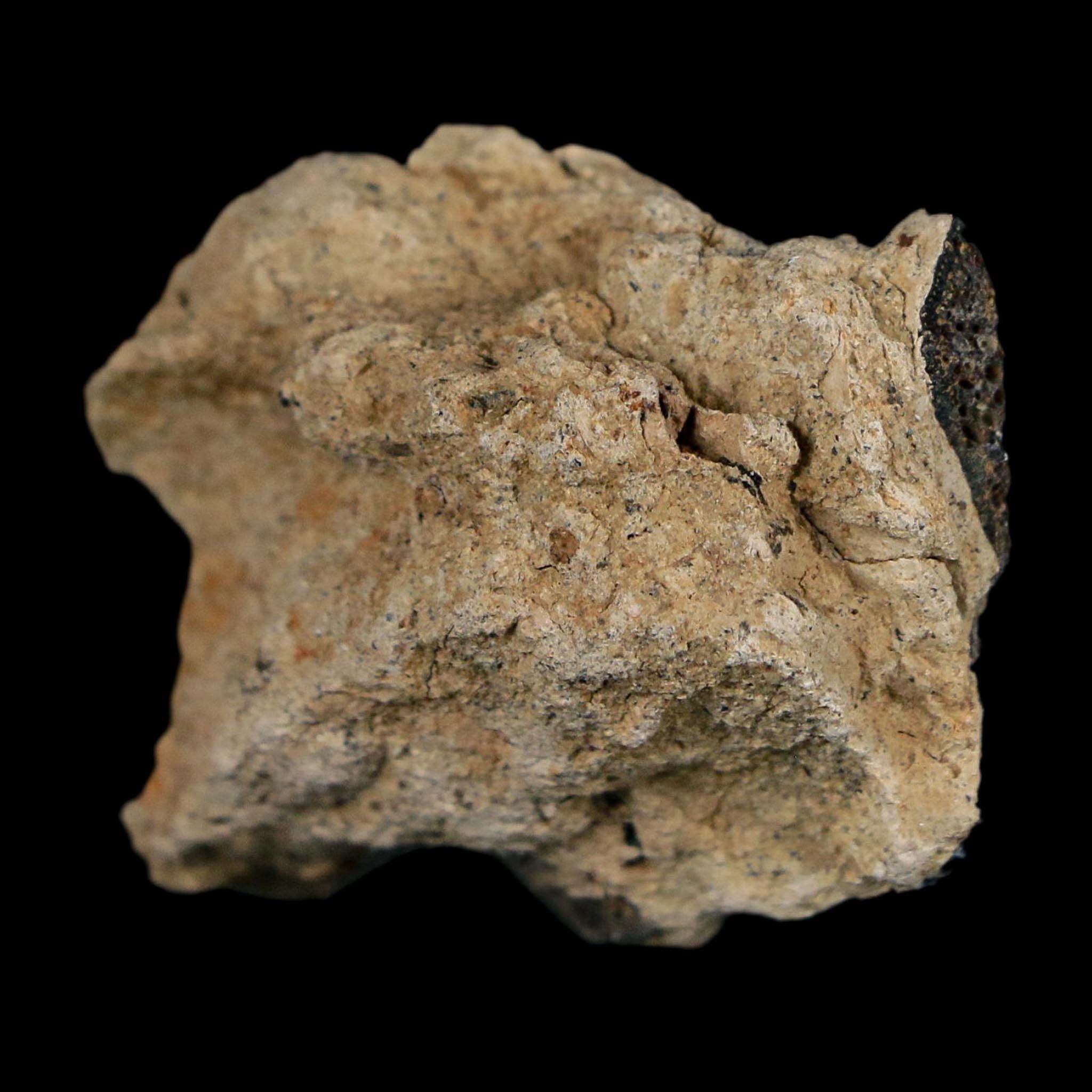 1.3" Tyrannosaurus Rex Fossil Bone Dinosaur Lance Creek Formation Wyoming COA - Fossil Age Minerals