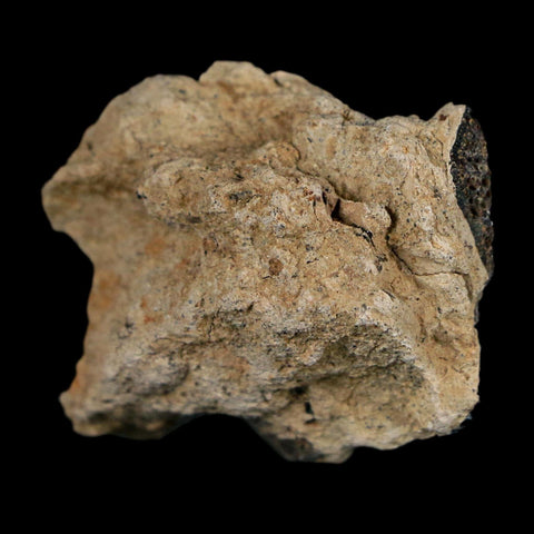 1.3" Tyrannosaurus Rex Fossil Bone Dinosaur Lance Creek Formation Wyoming COA