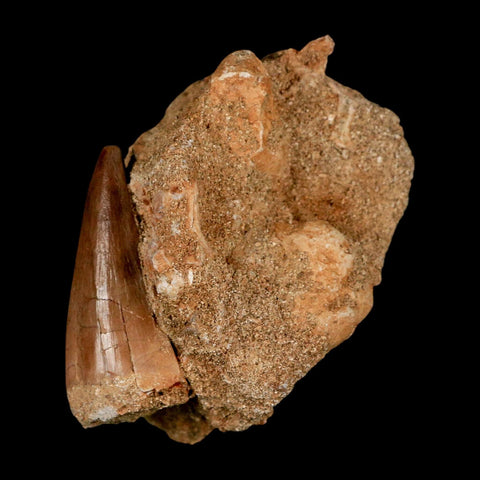 1.7" Mosasaur Prognathodon Fossil Tooth In Matrix Cretaceous Dinosaur Era COA - Fossil Age Minerals