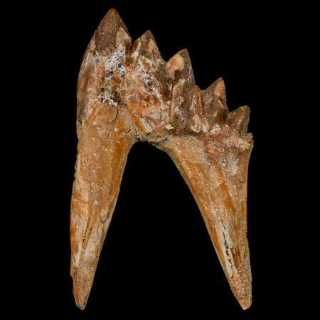 4" Basilosaurus Tooth Rooted Prehistoric Whale 34 Mil Yrs Old Late Eocene COA