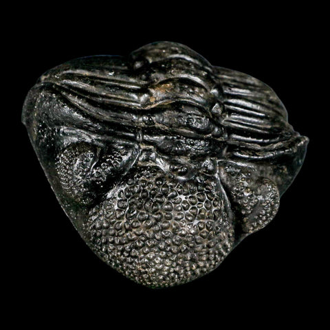 4.6" Huge Rolled Drotops Trilobite Fossil Devonian Age Morocco Arthropod COA - Fossil Age Minerals