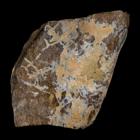 2.2" Tyrannosaurus Rex Fossil Bone Dinosaur Lance Creek Formation Wyoming COA