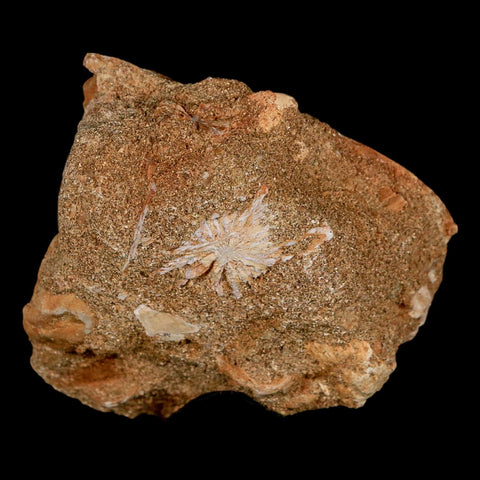 1.7" Mosasaur Prognathodon Fossil Tooth In Matrix Cretaceous Dinosaur Era COA - Fossil Age Minerals