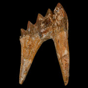 4" Basilosaurus Tooth Rooted Prehistoric Whale 34 Mil Yrs Old Late Eocene COA
