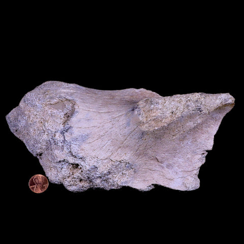 9" Columbian Mammoth Mammuthus Columbi Fossil Pelvis Bone Pleistocene TX - Fossil Age Minerals