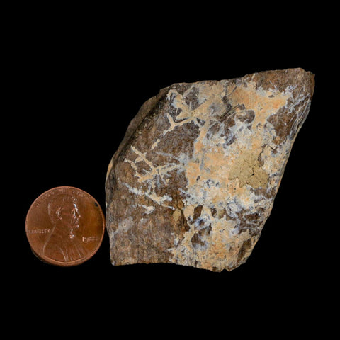2.2" Tyrannosaurus Rex Fossil Bone Dinosaur Lance Creek Formation Wyoming COA