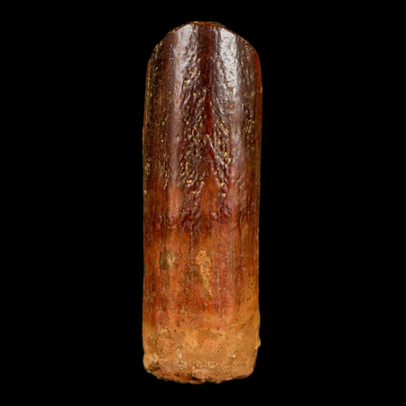 1.4" Rebbachisaurus Sauropod Fossil Tooth Early Cretaceous Dinosaur COA, Display