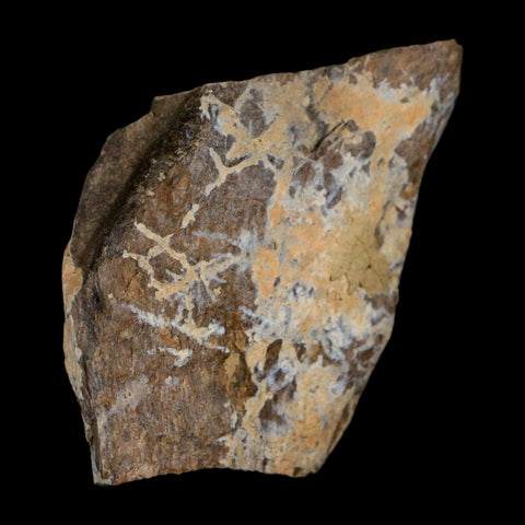 2.2" Tyrannosaurus Rex Fossil Bone Dinosaur Lance Creek Formation Wyoming COA