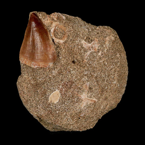 1.2" Mosasaur Prognathodon Fossil Tooth In Matrix Cretaceous Dinosaur Era COA - Fossil Age Minerals