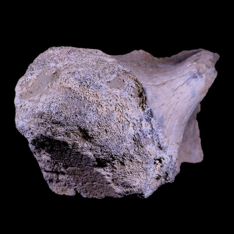 9" Columbian Mammoth Mammuthus Columbi Fossil Pelvis Bone Pleistocene TX - Fossil Age Minerals