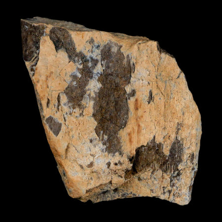 2.2" Tyrannosaurus Rex Fossil Bone Dinosaur Lance Creek Formation Wyoming COA