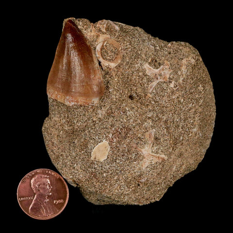 1.2" Mosasaur Prognathodon Fossil Tooth In Matrix Cretaceous Dinosaur Era COA - Fossil Age Minerals
