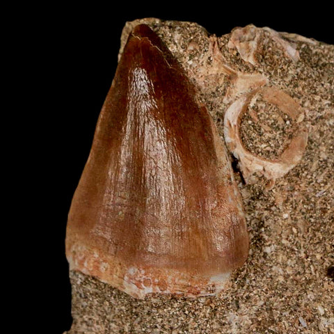 1.2" Mosasaur Prognathodon Fossil Tooth In Matrix Cretaceous Dinosaur Era COA - Fossil Age Minerals