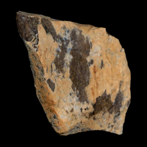 2.2" Tyrannosaurus Rex Fossil Bone Dinosaur Lance Creek Formation Wyoming COA