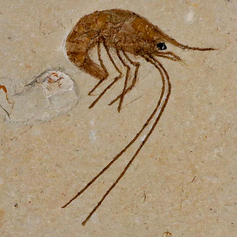 1.9" Fossil Shrimp Carpopenaeus Cretaceous Age 100 Mil Yrs Old Lebanon COA - Fossil Age Minerals