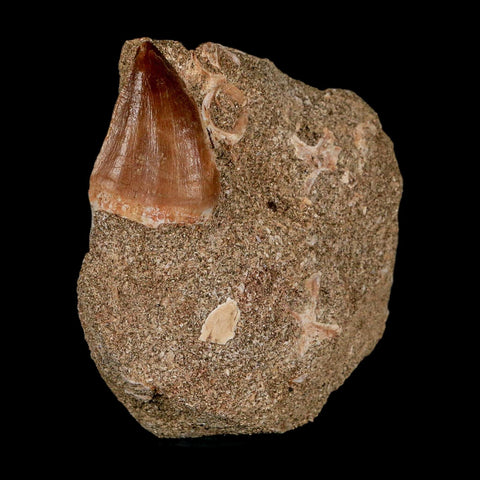 1.2" Mosasaur Prognathodon Fossil Tooth In Matrix Cretaceous Dinosaur Era COA - Fossil Age Minerals