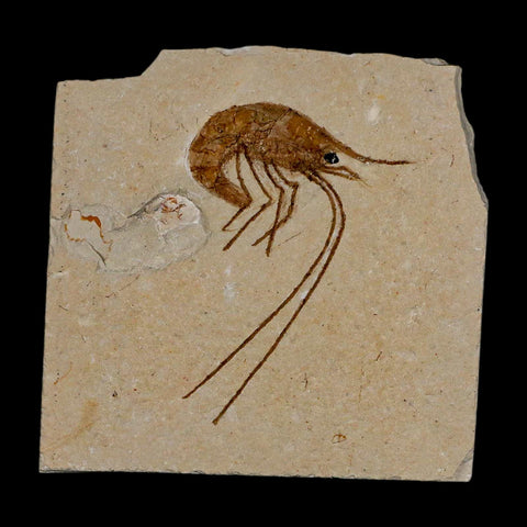 1.9" Fossil Shrimp Carpopenaeus Cretaceous Age 100 Mil Yrs Old Lebanon COA - Fossil Age Minerals
