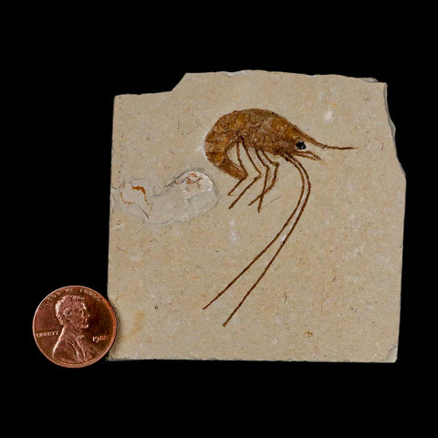 1.9" Fossil Shrimp Carpopenaeus Cretaceous Age 100 Mil Yrs Old Lebanon COA - Fossil Age Minerals