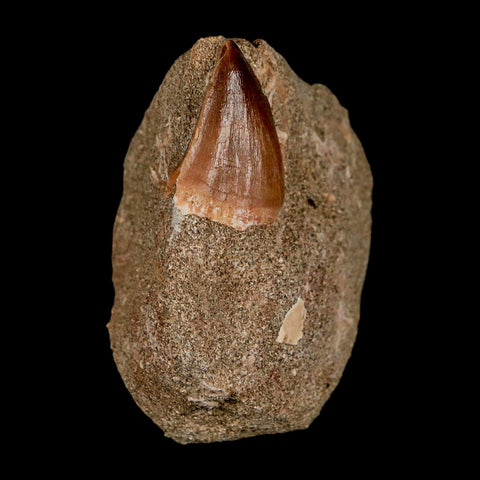 1.2" Mosasaur Prognathodon Fossil Tooth In Matrix Cretaceous Dinosaur Era COA - Fossil Age Minerals