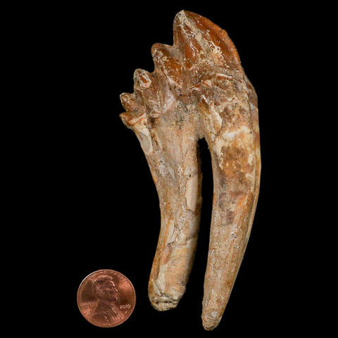 XL 4" Basilosaurus Tooth Rooted Prehistoric Whale 34 Mil Yrs Old Late Eocene COA - Fossil Age Minerals