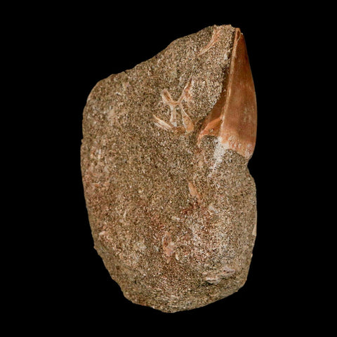 1.2" Mosasaur Prognathodon Fossil Tooth In Matrix Cretaceous Dinosaur Era COA - Fossil Age Minerals