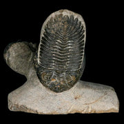 Metacanthina Issoumourensis Trilobite And Moroccops Trilobite Fossil Devonian Age COA