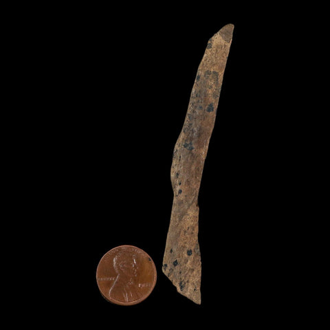 3.4" Tyrannosaurus Rex Fossil Bone Dinosaur Lance Creek Formation Wyoming COA