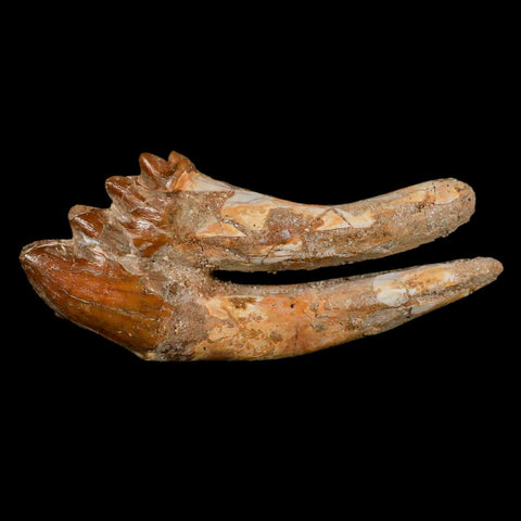 XL 4" Basilosaurus Tooth Rooted Prehistoric Whale 34 Mil Yrs Old Late Eocene COA - Fossil Age Minerals
