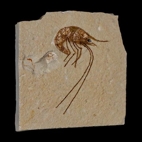 1.9" Fossil Shrimp Carpopenaeus Cretaceous Age 100 Mil Yrs Old Lebanon COA - Fossil Age Minerals