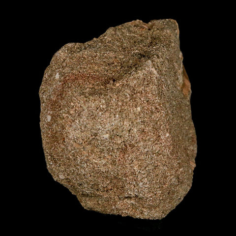 1.2" Mosasaur Prognathodon Fossil Tooth In Matrix Cretaceous Dinosaur Era COA - Fossil Age Minerals