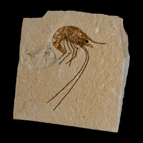 1.9" Fossil Shrimp Carpopenaeus Cretaceous Age 100 Mil Yrs Old Lebanon COA - Fossil Age Minerals