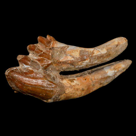 XL 4" Basilosaurus Tooth Rooted Prehistoric Whale 34 Mil Yrs Old Late Eocene COA - Fossil Age Minerals