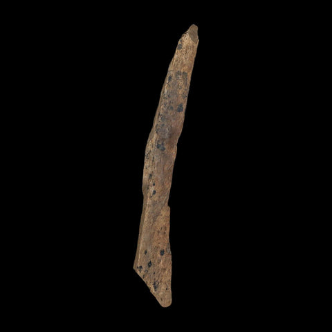 3.4" Tyrannosaurus Rex Fossil Bone Dinosaur Lance Creek Formation Wyoming COA