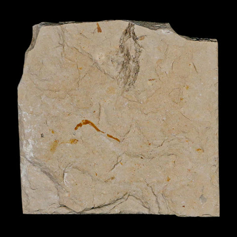 1.9" Fossil Shrimp Carpopenaeus Cretaceous Age 100 Mil Yrs Old Lebanon COA - Fossil Age Minerals