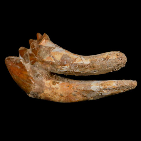 XL 4" Basilosaurus Tooth Rooted Prehistoric Whale 34 Mil Yrs Old Late Eocene COA - Fossil Age Minerals