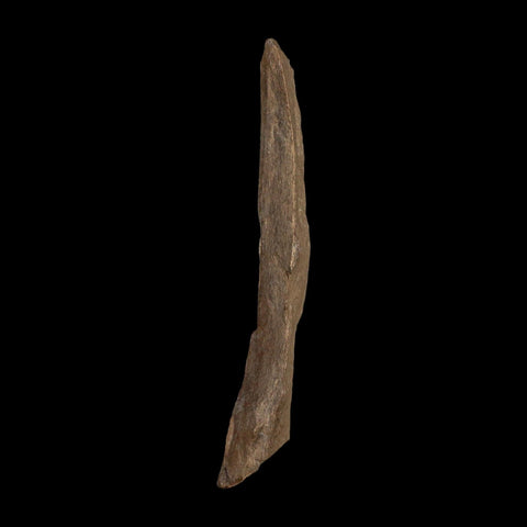3.4" Tyrannosaurus Rex Fossil Bone Dinosaur Lance Creek Formation Wyoming COA