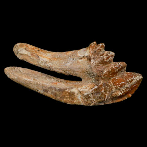XL 4" Basilosaurus Tooth Rooted Prehistoric Whale 34 Mil Yrs Old Late Eocene COA - Fossil Age Minerals