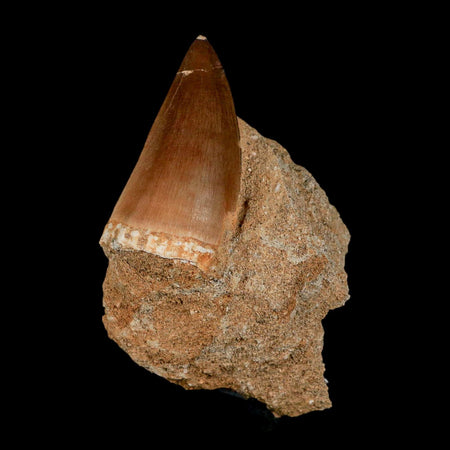 1.8" Mosasaur Prognathodon Fossil Tooth In Matrix Cretaceous Dinosaur Era COA