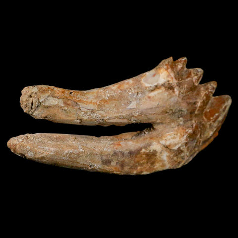 XL 4" Basilosaurus Tooth Rooted Prehistoric Whale 34 Mil Yrs Old Late Eocene COA - Fossil Age Minerals