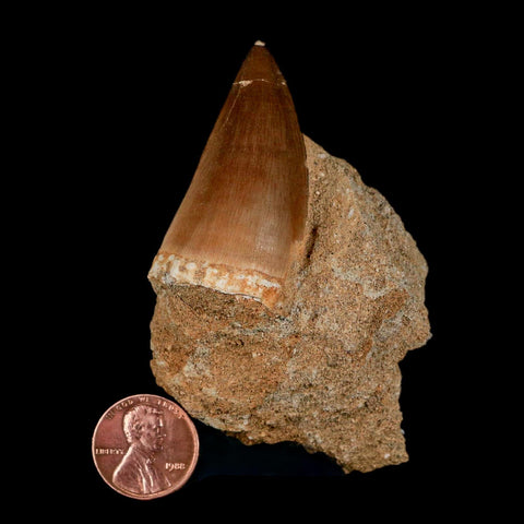 1.8" Mosasaur Prognathodon Fossil Tooth In Matrix Cretaceous Dinosaur Era COA - Fossil Age Minerals