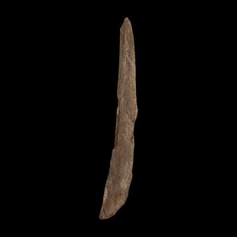 3.4" Tyrannosaurus Rex Fossil Bone Dinosaur Lance Creek Formation Wyoming COA