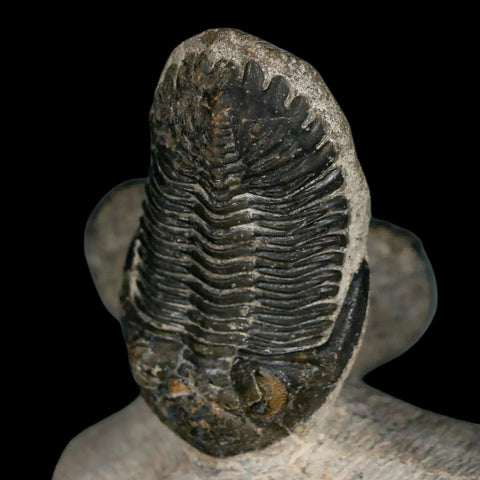 Metacanthina Issoumourensis Trilobite And Moroccops Trilobite Fossil Devonian Age COA - Fossil Age Minerals