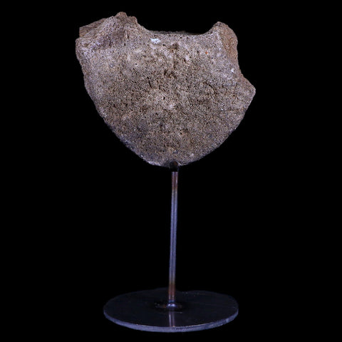 3.9" Columbian Mammoth Mammuthus Columbi Fossil Vertebrae Pleistocene Age TX - Fossil Age Minerals