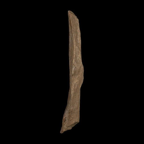 3.4" Tyrannosaurus Rex Fossil Bone Dinosaur Lance Creek Formation Wyoming COA