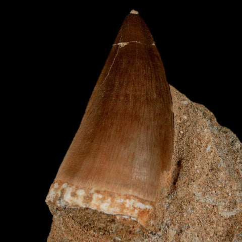 1.8" Mosasaur Prognathodon Fossil Tooth In Matrix Cretaceous Dinosaur Era COA - Fossil Age Minerals