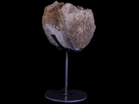 3.9" Columbian Mammoth Mammuthus Columbi Fossil Vertebrae Pleistocene Age TX - Fossil Age Minerals