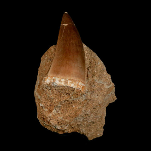 1.8" Mosasaur Prognathodon Fossil Tooth In Matrix Cretaceous Dinosaur Era COA - Fossil Age Minerals